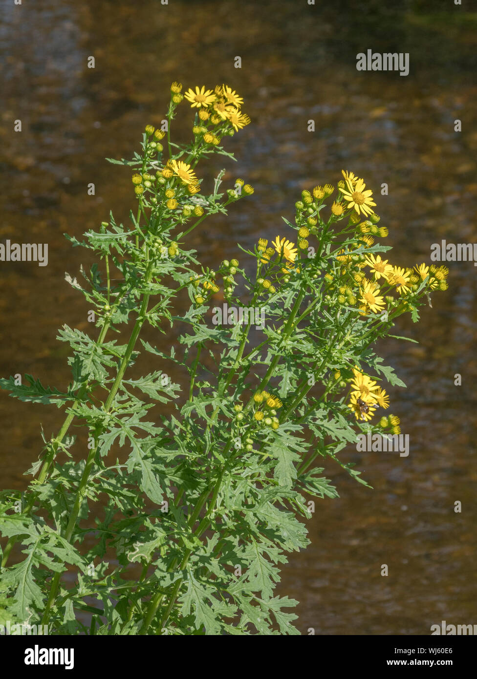 Flores amarillas de Hierba Cana común / Jacobaea vulgaris de la familia Asteraceae creciente por río. Una problemática de malezas agrícolas perjudiciales bajo la maleza Act Foto de stock