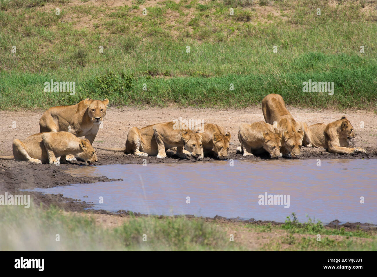 León Africano (Panthera leo) orgullo beber al waterhole, Parque Nacional del Serengeti, Tanzania. Foto de stock