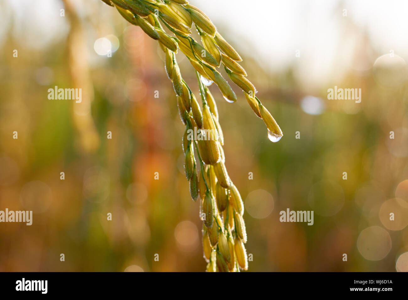 Close-up de gotas de agua sobre los cultivos de trigo Foto de stock