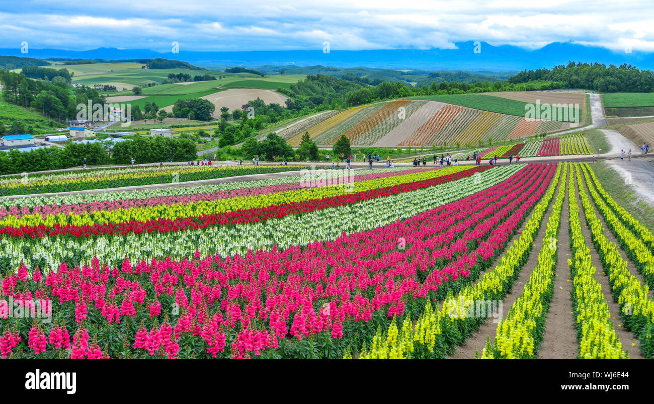 Campo de flores coloridas en lugar popular para visitar la ciudad de Biei,  en Hokkaido, Japón Fotografía de stock - Alamy