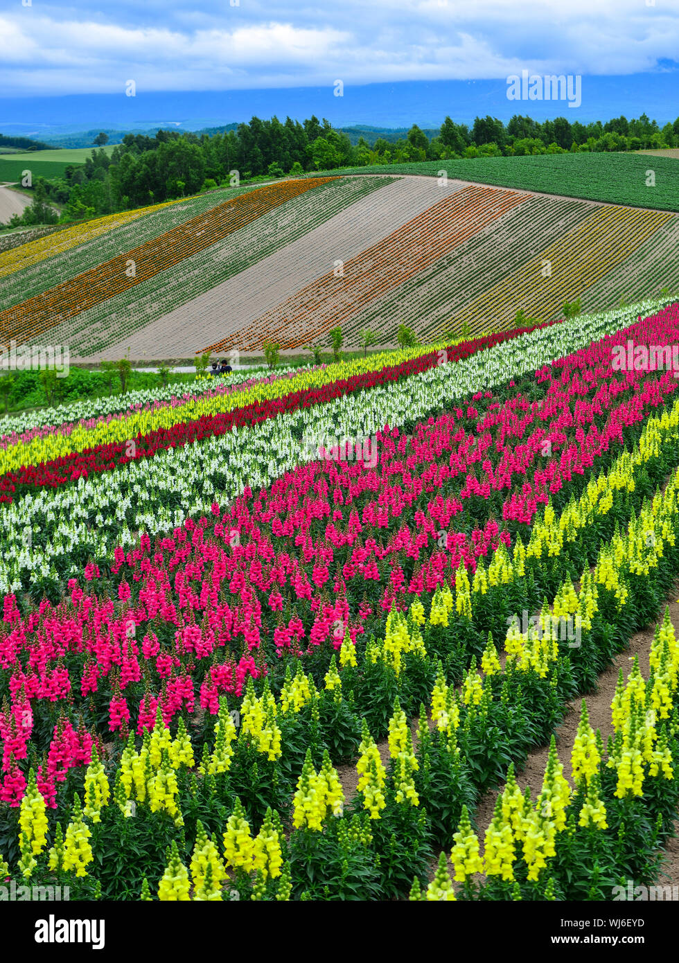 Campo de flores coloridas en lugar popular para visitar la ciudad de Biei,  en Hokkaido, Japón Fotografía de stock - Alamy