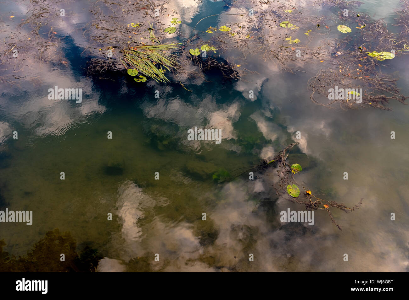 Reflexionando sobre el cielo todavía oscuro, casi agua, con varias plantas acuáticas, el río Marne, en Nogent-sur-Marne, Francia Foto de stock