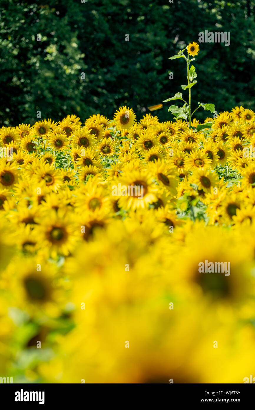 Girasol solitario de pie en un campo de las flores. Concepto para destacarse en una multitud Foto de stock