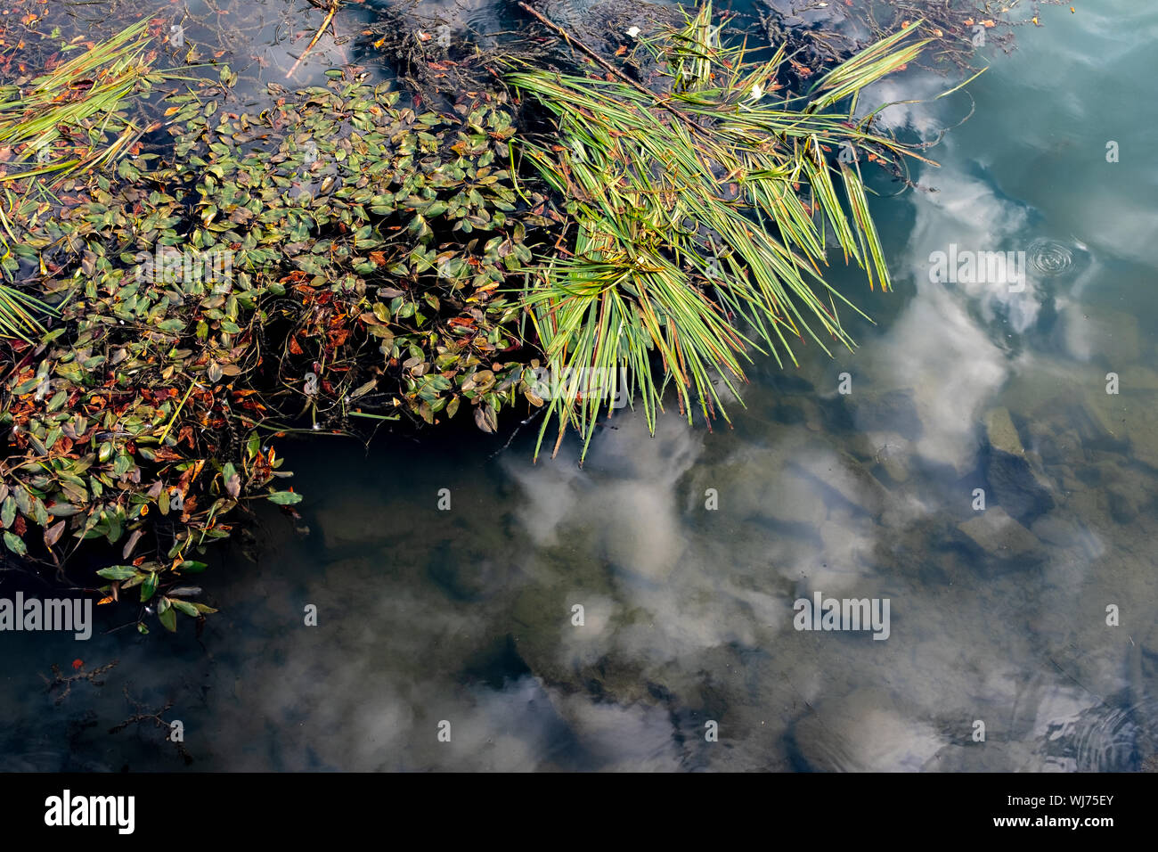 Reflexionando sobre el cielo todavía oscuro, casi agua, con varias plantas acuáticas, el río Marne, en Nogent-sur-Marne, Francia Foto de stock