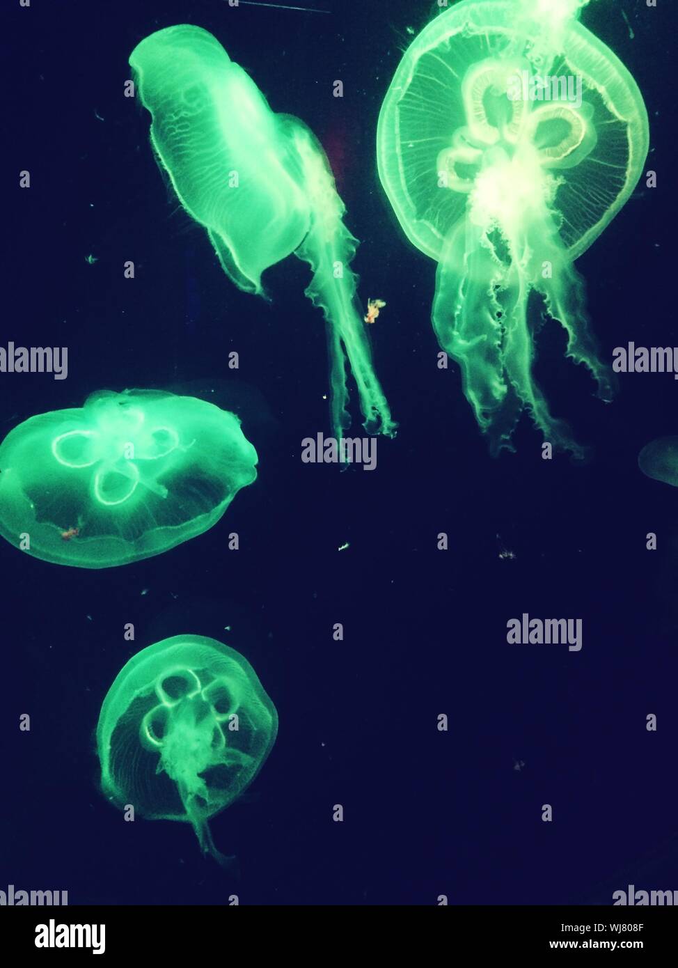Close-up de medusas contra fondo negro Foto de stock