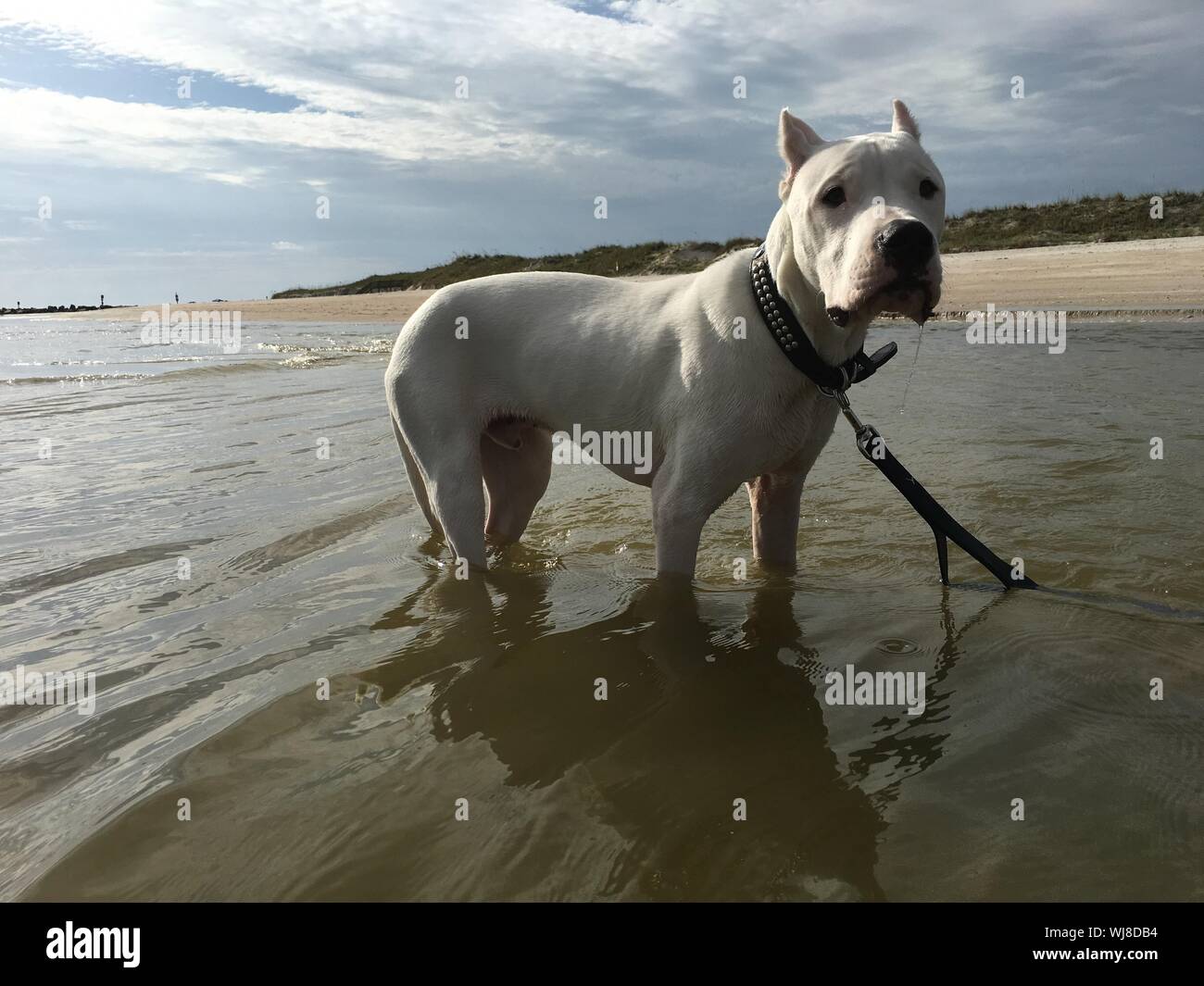 Retrato de American Staffordshire Terrier blanco en el mar Foto de stock