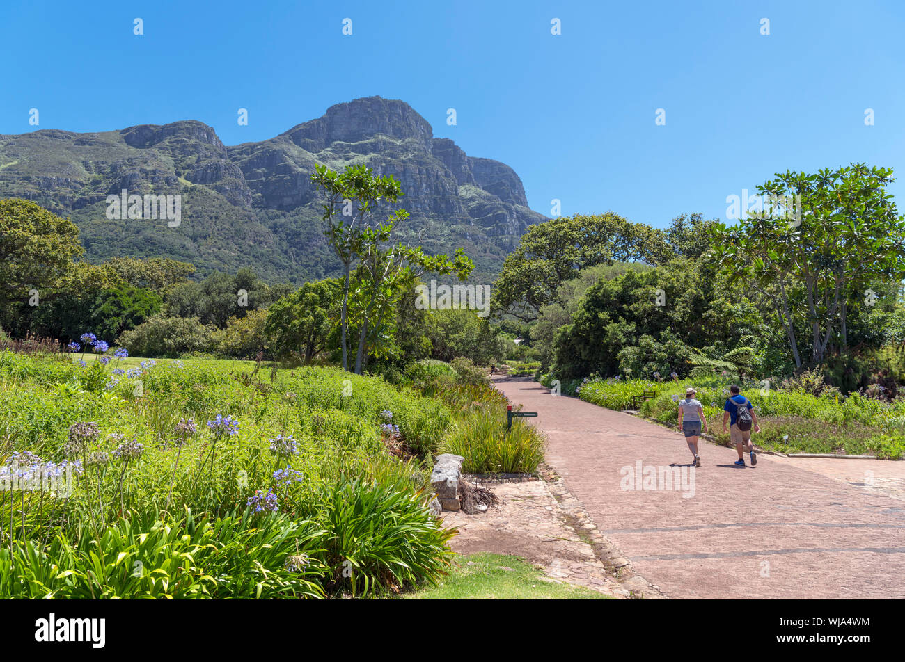 Kirstenbosch Jardín Botánico Nacional mirando hacia la cara oriental de la Montaña de la Mesa, Ciudad del Cabo, Western Cape, Sudáfrica Foto de stock