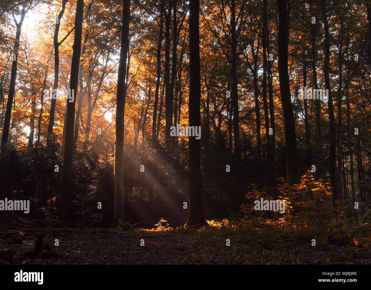 Los árboles en el bosque durante el otoño Foto de stock