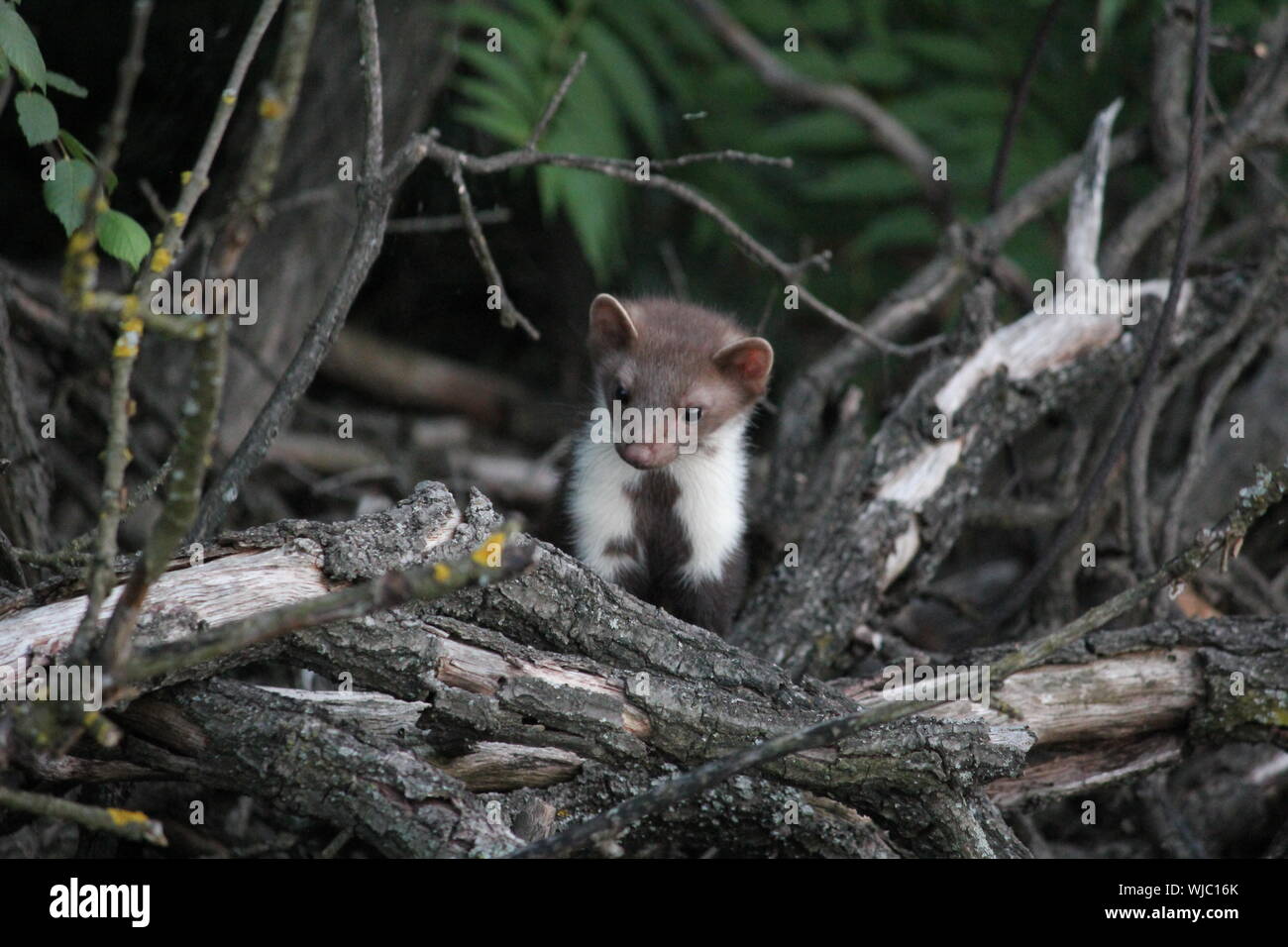 Close-up de pequeños animales arbórea en el bosque Foto de stock