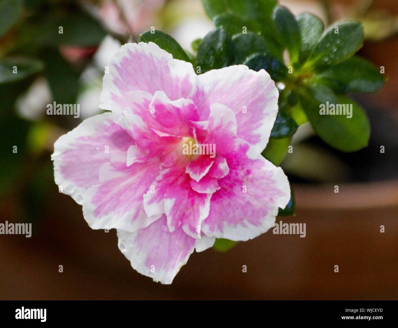 Big Pink azalea flor o planta rododendro con hojas closeup en spring  garden. La temporada de la floración de las azaleas (rhododendron). Azalea  arbusto de floración Fotografía de stock - Alamy