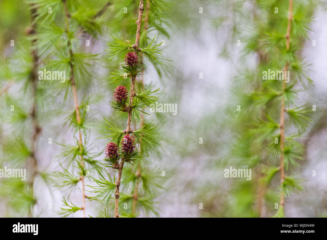 Nuevos brotes de coníferas, fondo difuminado. Artística, espacio para el texto. Siento abstracta. Foto de stock