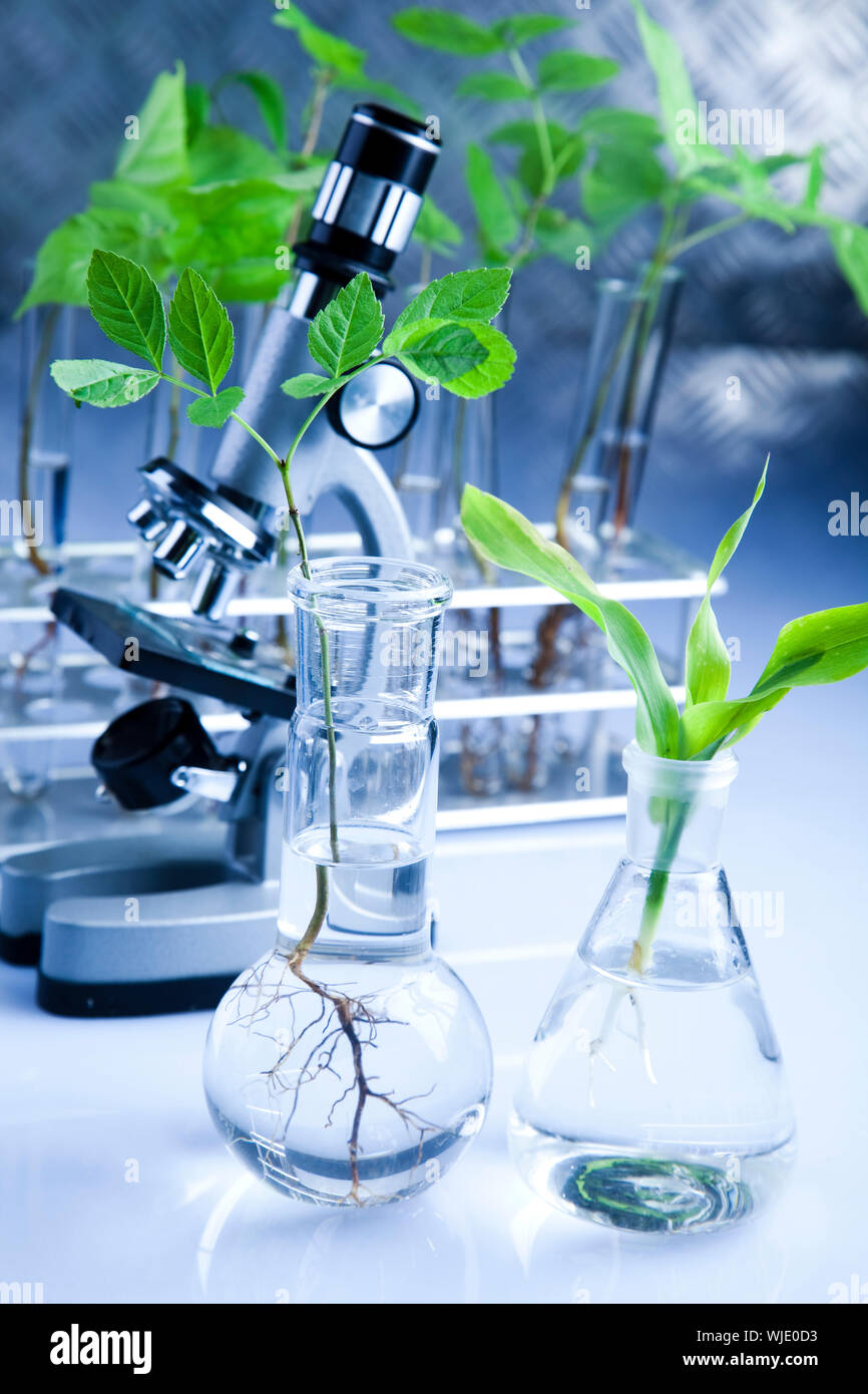 Experimento de Laboratorio de ecología Fotografía de stock Alamy