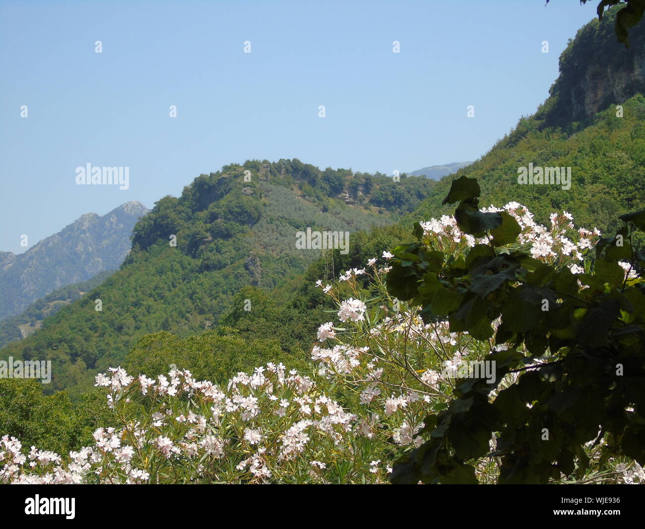 Vista panorámica de la selva de montaña Foto de stock