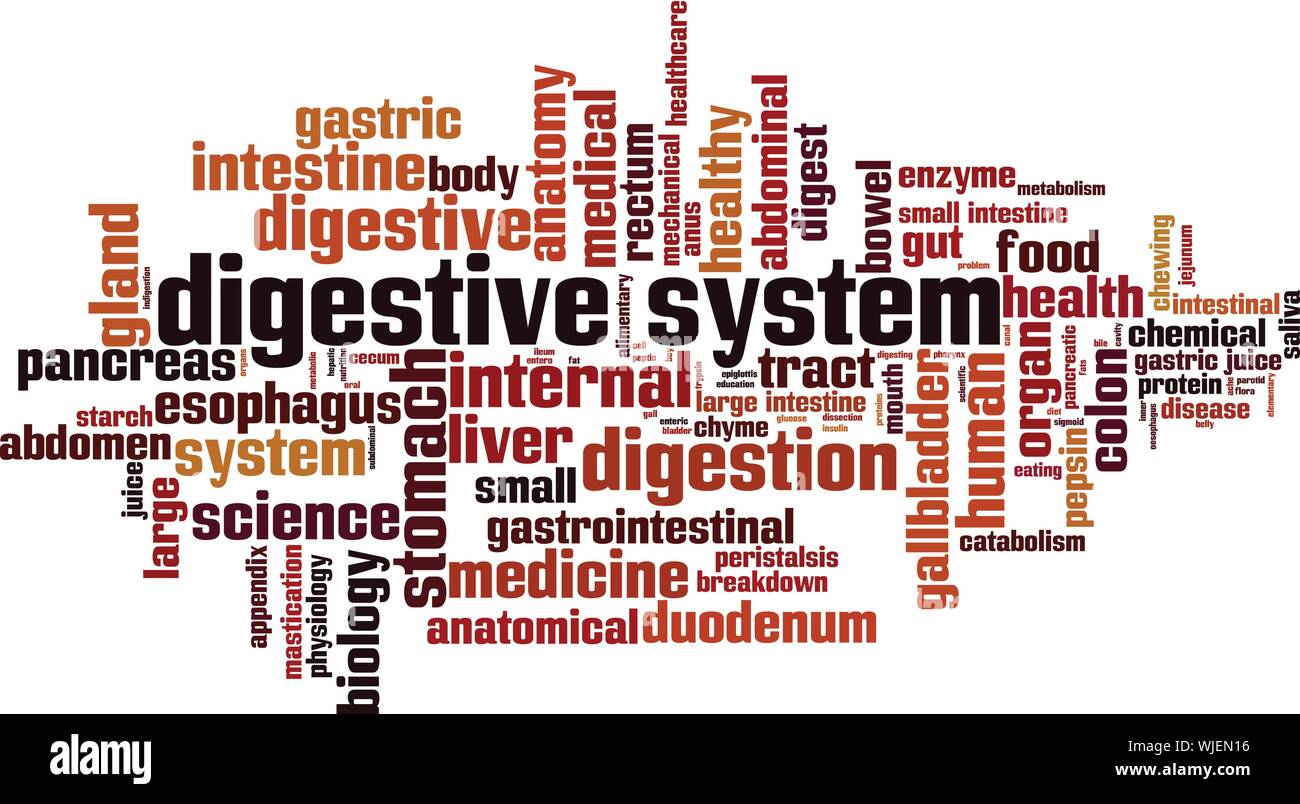 El sistema digestivo palabra nube concepto. Collage hecho de palabras sobre el sistema digestivo. Ilustración vectorial Ilustración del Vector