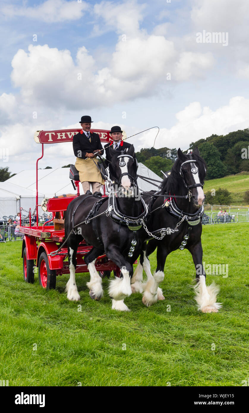 Cervecería Thwaites pesado dray caballo y participación en el Royal Lancashire Show 2017. Thwaites mantener un equipo de caballos de shire y dray para uso publicitario. Foto de stock
