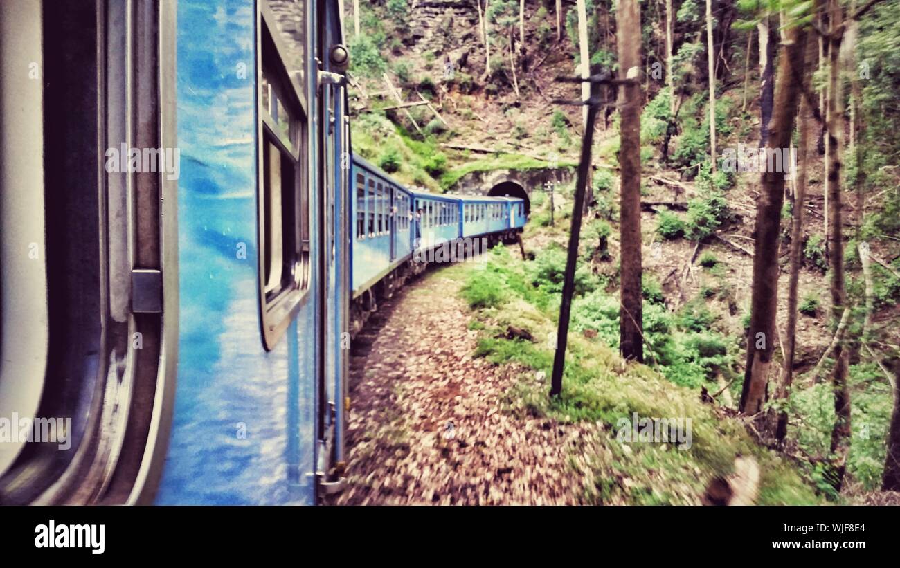 Blue Train de árboles en el bosque Foto de stock