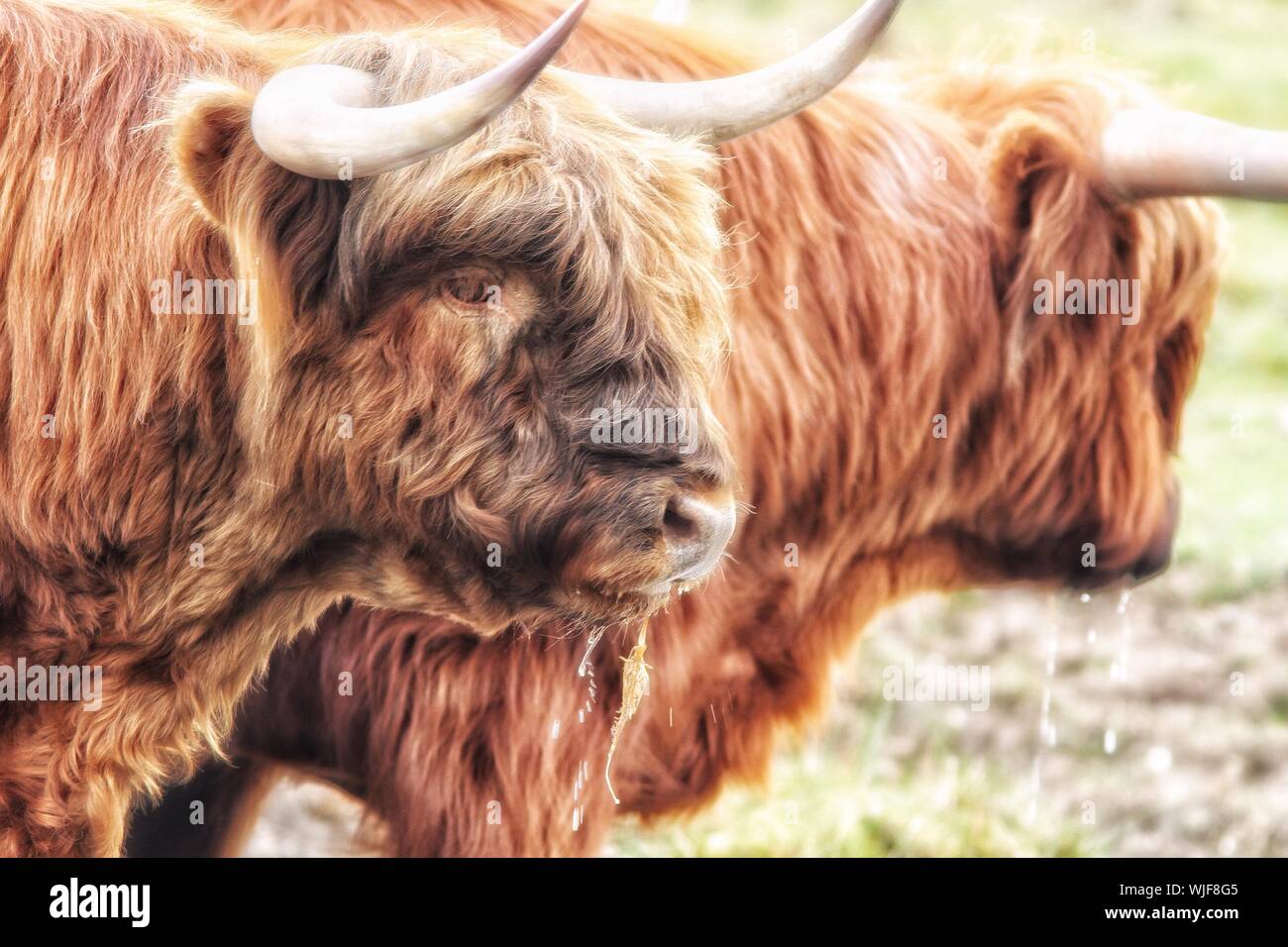 Vista lateral de Highland ganado Foto de stock