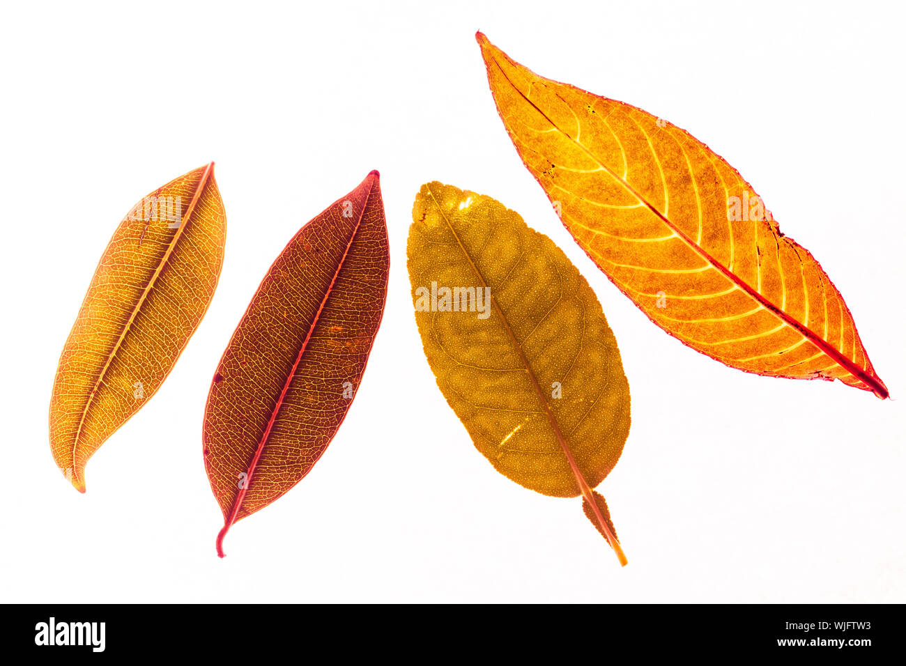 Close-up de otoño las hojas contra el fondo blanco. Foto de stock