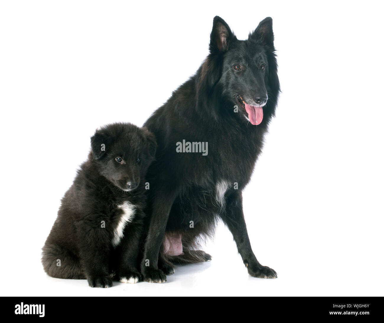 Imagen de un cachorro y adulto OVEJERO BELGA groenendael Fotografía de  stock - Alamy