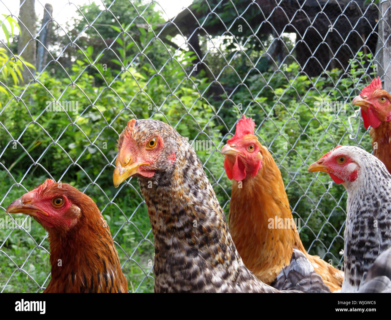 Los pollos en la granja verde sobre fondo de malla de alambre. Brown y moteado de gallinas en un gallinero en verano, escena rural Foto de stock