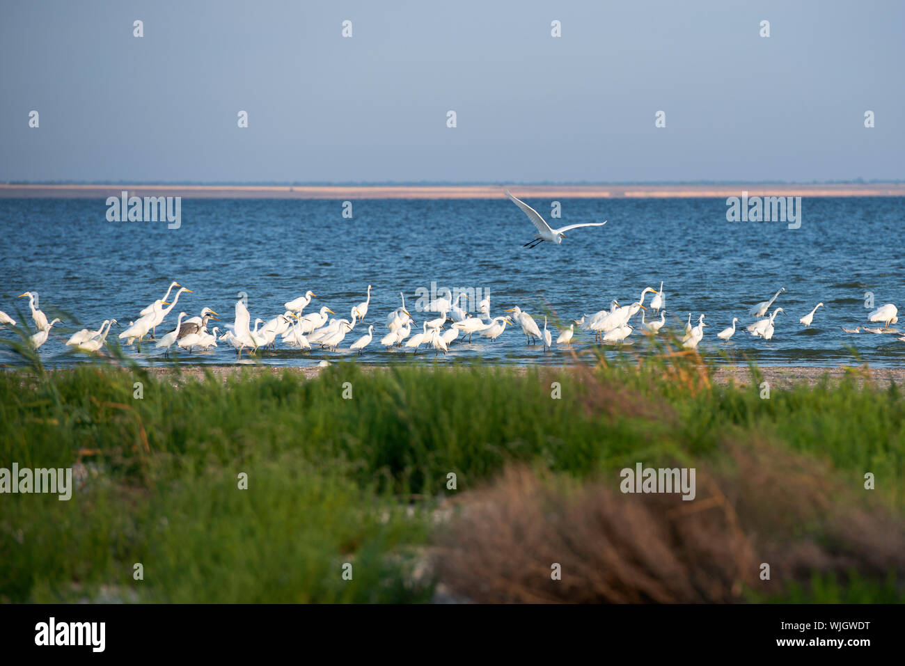 Las aves, Parque Nacional Lagunas Tuzly, Sur de Ucrania Foto de stock