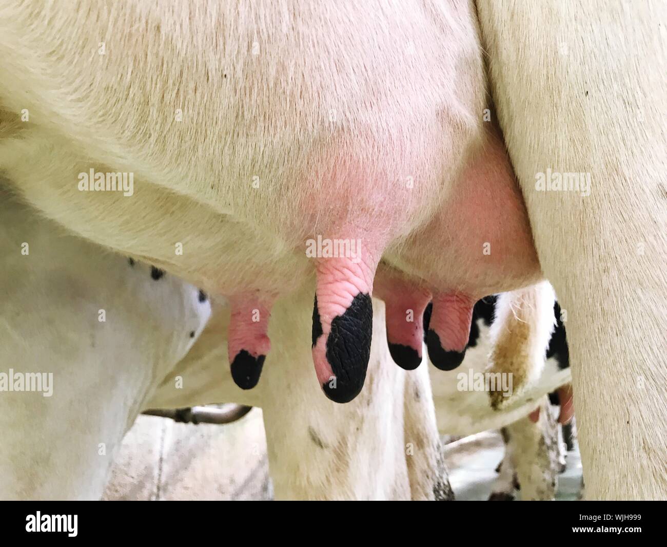 Close-up de la ubre de la vaca Foto de stock