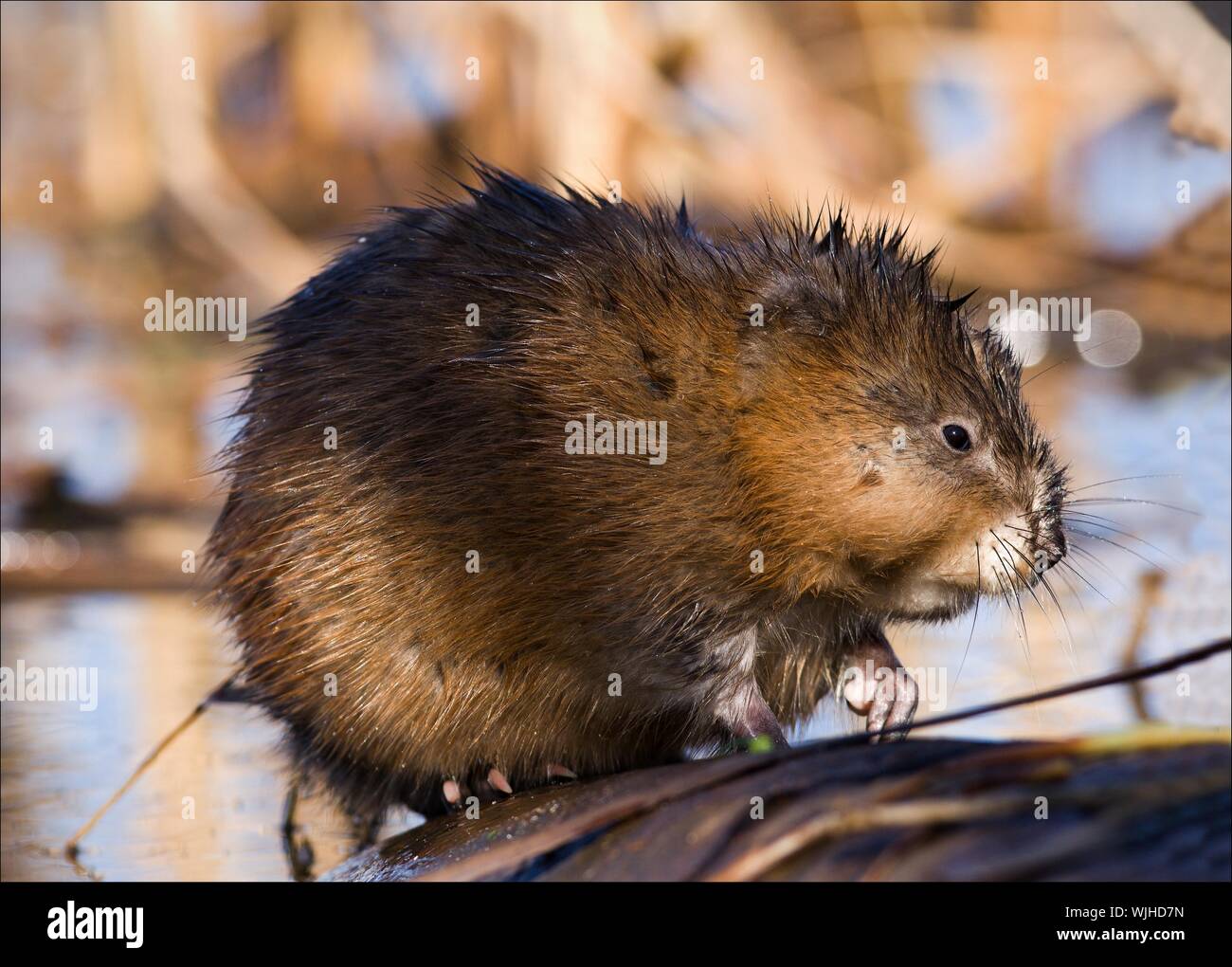 La rata almizclera (Ondatra zibethicus), la única especie en el género