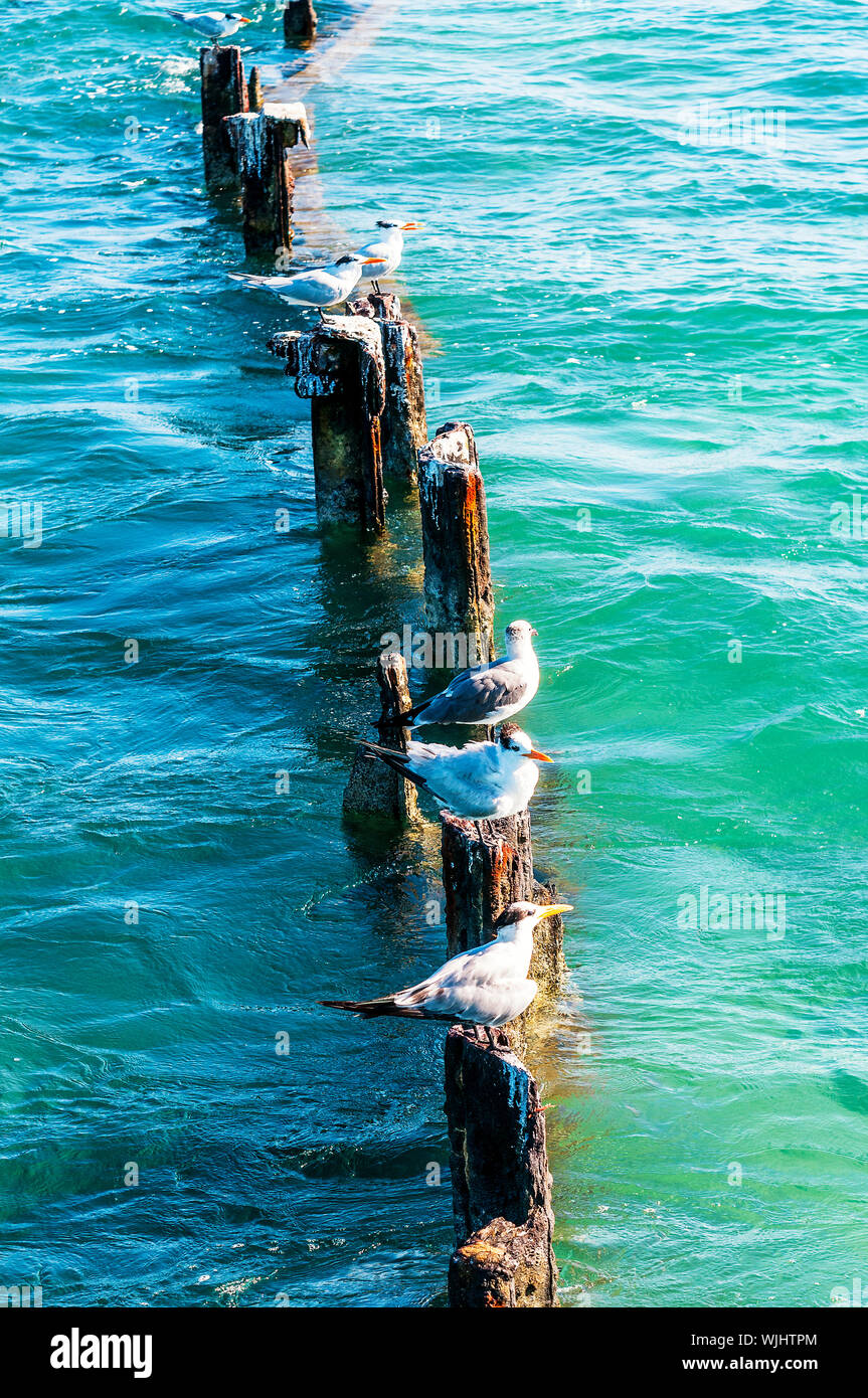 Las gaviotas en sus promontorios en el medio del mar Foto de stock