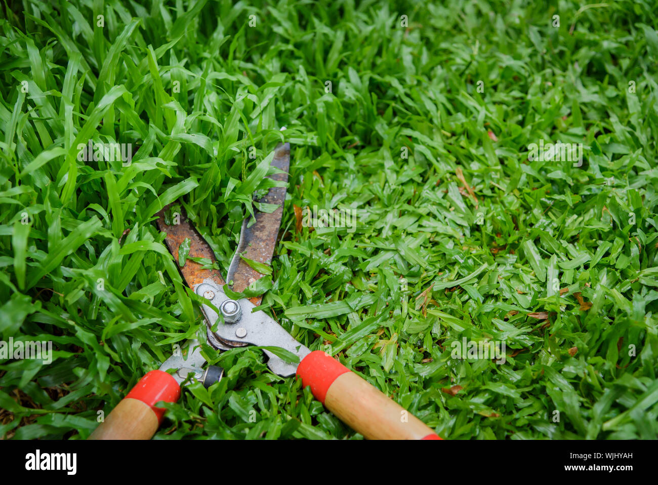 Un alto ángulo de visualización de tijeras de podar el césped Fotografía de  stock - Alamy