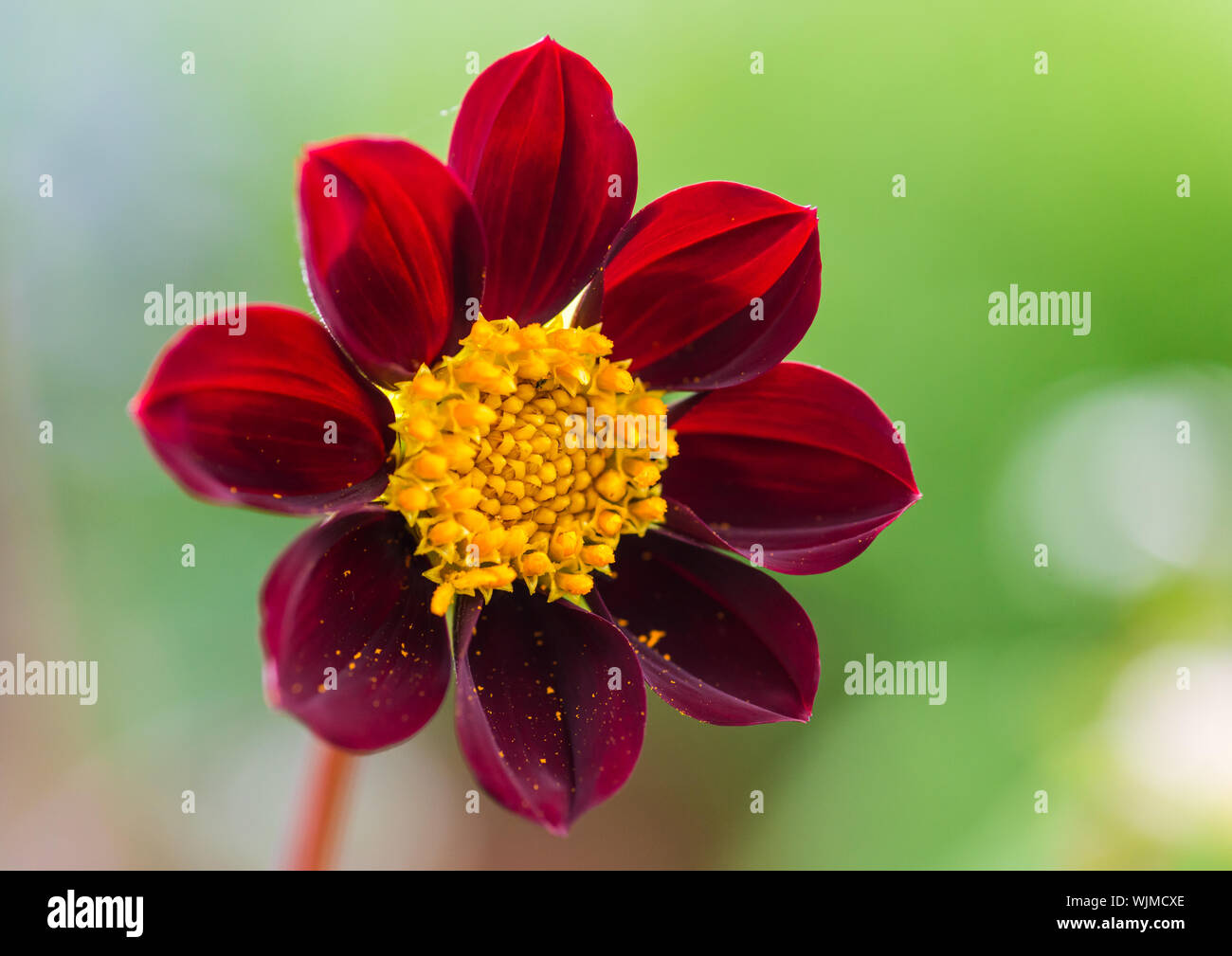 Una macro foto de una estrella mexicana dalia flor Fotografía de stock -  Alamy