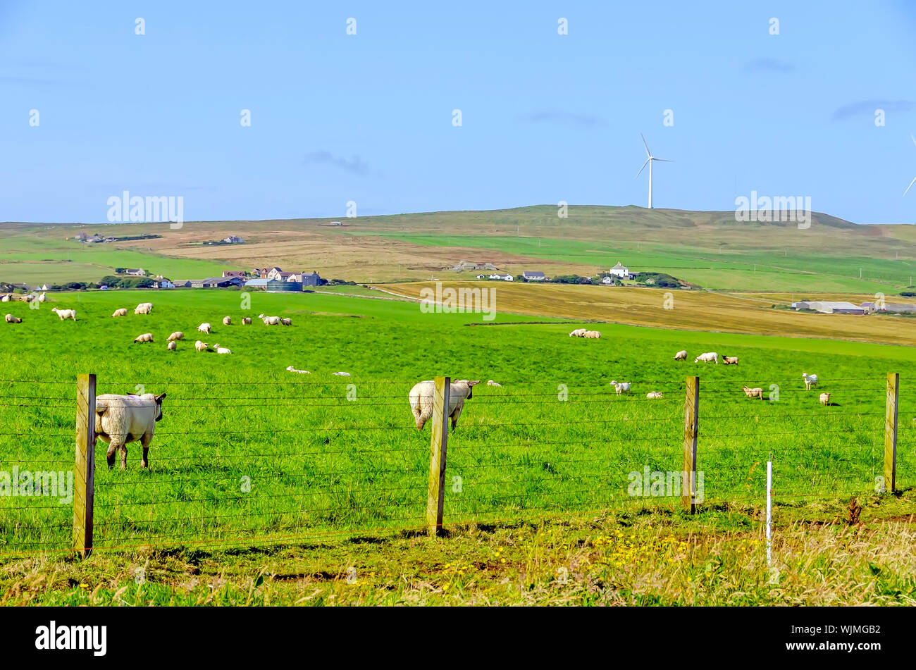 Ovejas pastando en verdes campos, casas y colinas detrás, Aikerness, Península Orkney, Escocia. Foto de stock