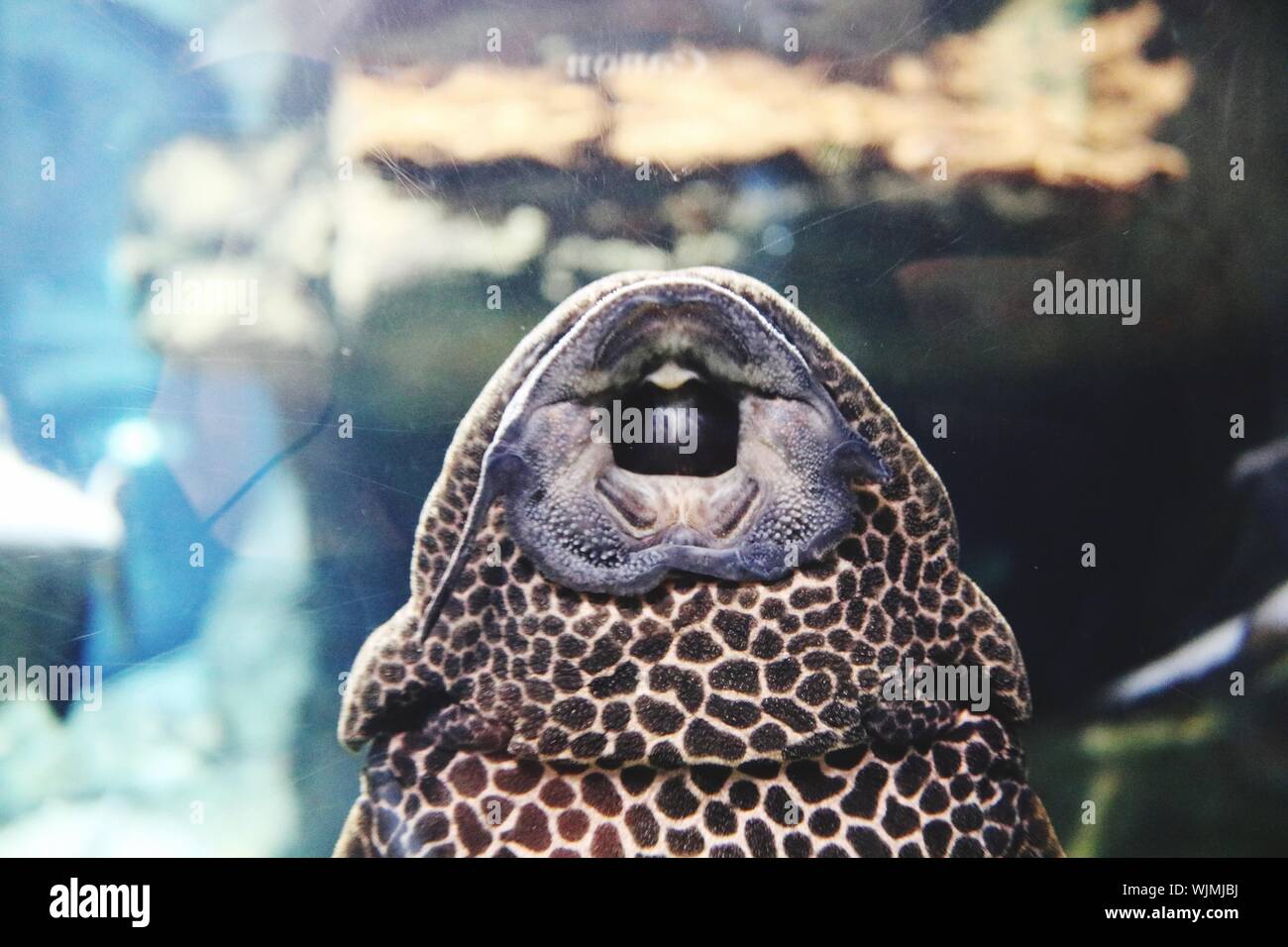 Close-up de animal marino Foto de stock