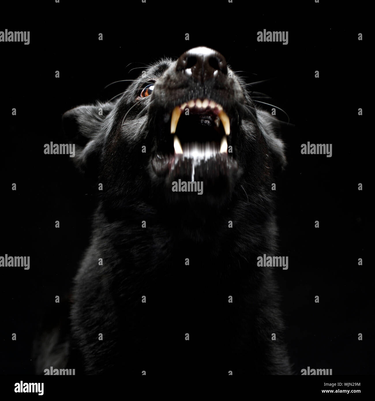 Close-up de perro enojado contra fondo negro Foto de stock