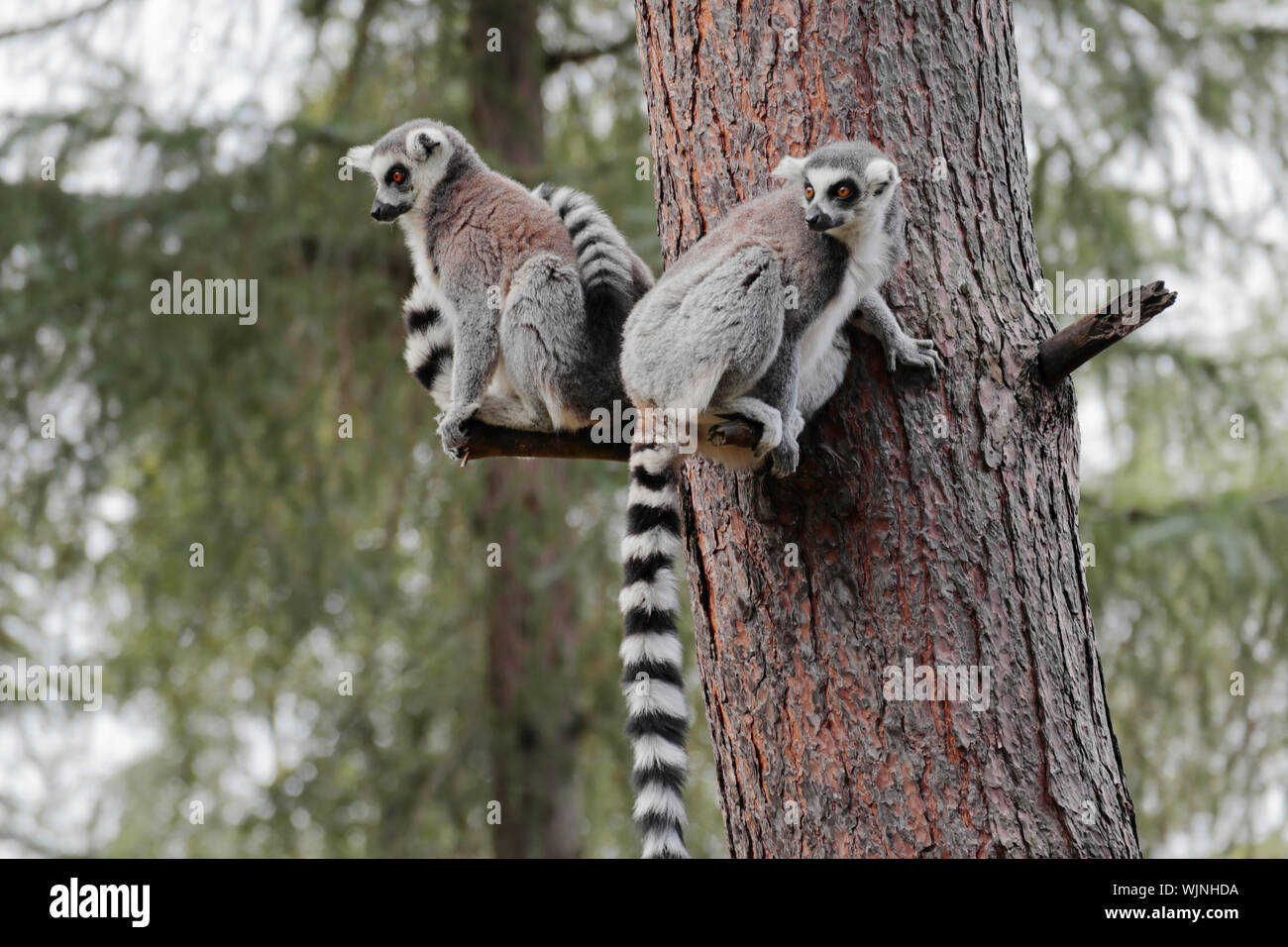 Dos lemures de cola de anillo - Lemur catta - L. catta - sobre un tronco de pino con textura de corteza distintiva Foto de stock