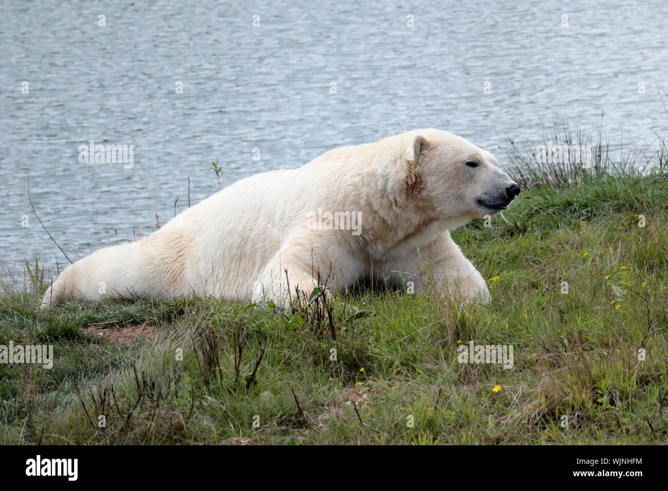 Un oso polar (Ursus maritimus - U. maritimus descansando sobre el césped de banco de un cuerpo de agua Foto de stock