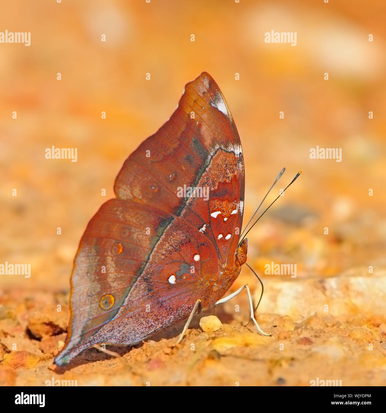 Butterfly (Hoja de Otoño), Doleschallia bisaltide Foto de stock