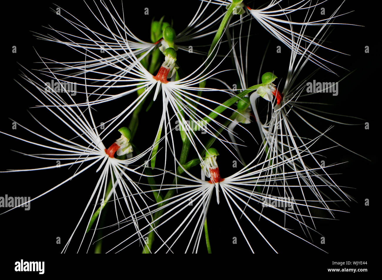 Orquídea terrestre, Habenaria Habenaria (Medusa) Foto de stock