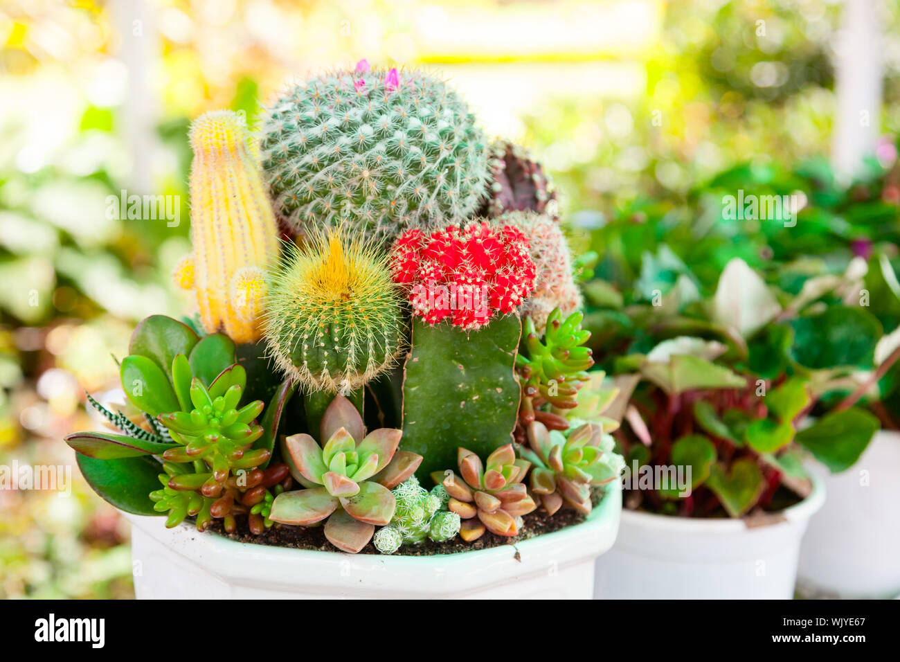 Varias plantas de cactus en una maceta de cerca Fotografía de stock - Alamy