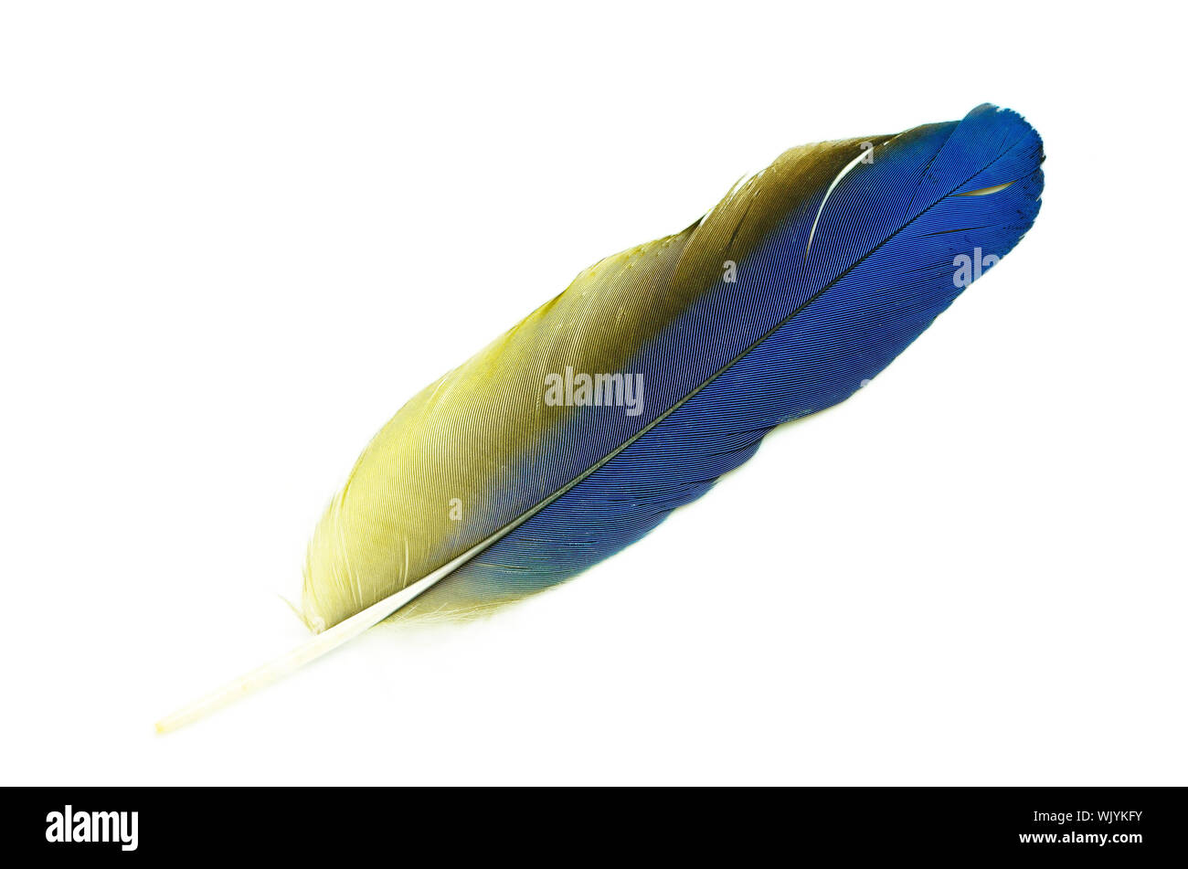 Guacamayo azul y oro pluma aislado en blanco Fotografía de stock - Alamy