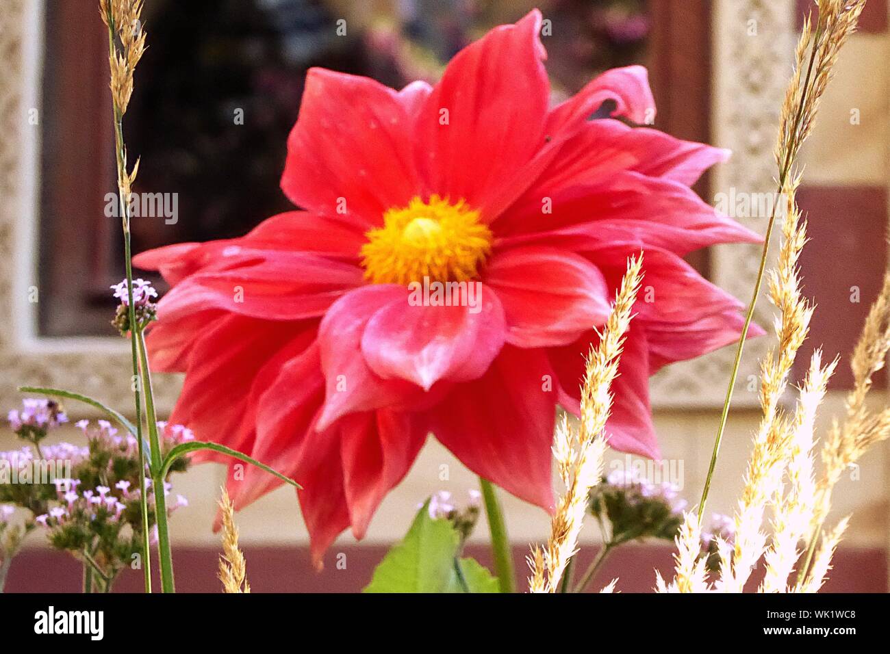 Close-up de flor rosa Foto de stock