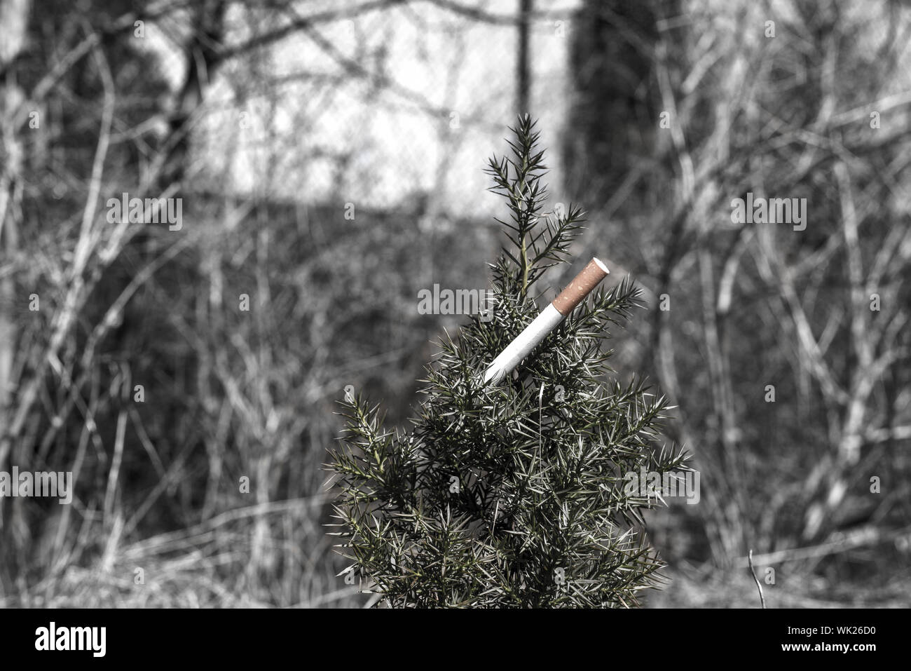 Cigarrillo en planta contra los árboles Foto de stock