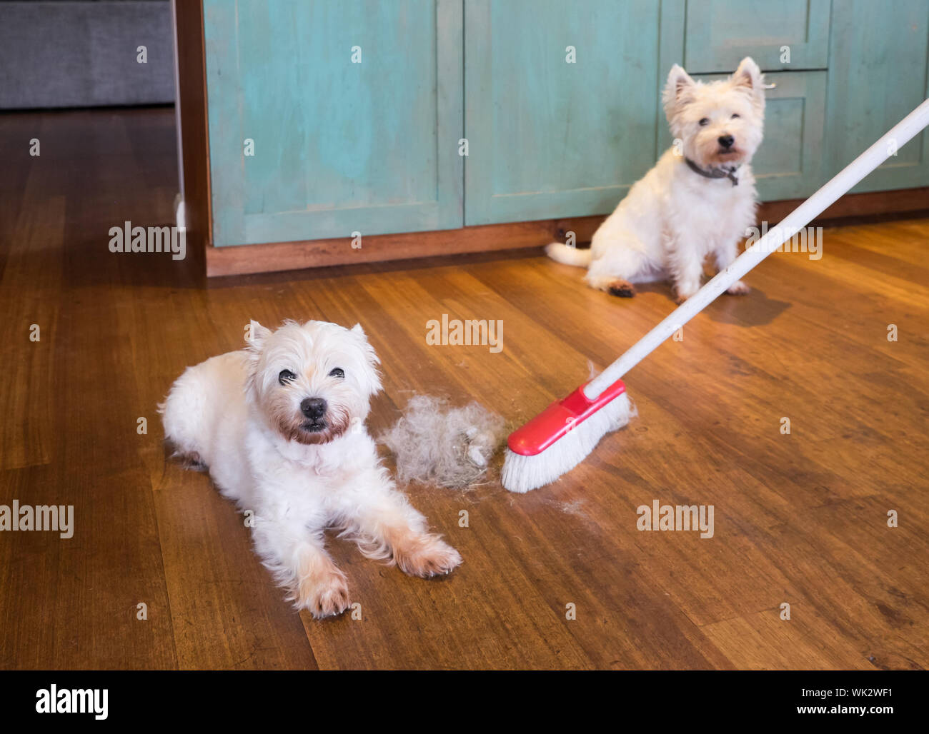 Derramamiento de pieles de perro: escoba barriendo sucio pelo de muda de  West Highland White Terrier en casa Fotografía de stock - Alamy