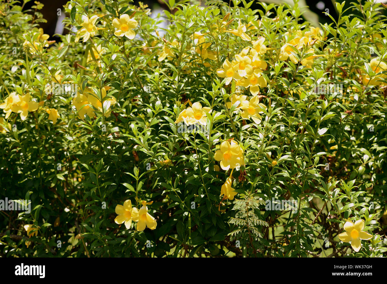Alamanda flores amarillas (Allamanda cathartica) florece en un jardín  tropical Fotografía de stock - Alamy