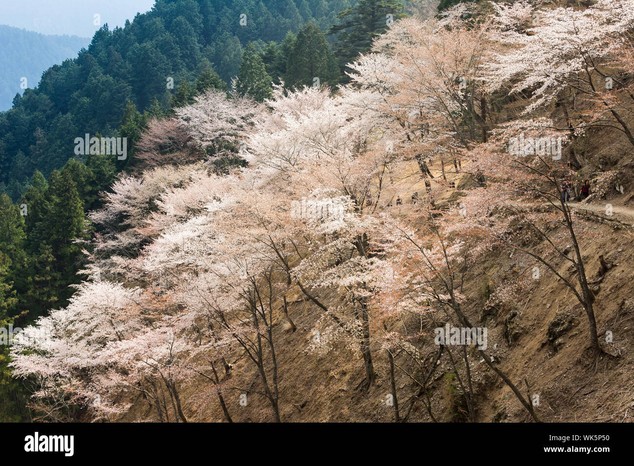 Paisaje Con Hermosas Flores De Cerezo Sakura En Oku Senbon De