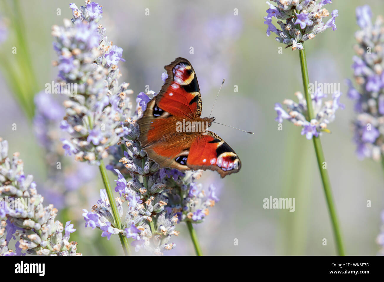 Una hermosa mariposa de pavo real Aglais io descansando en la lavanda inglesa en un jardín de la casa Foto de stock