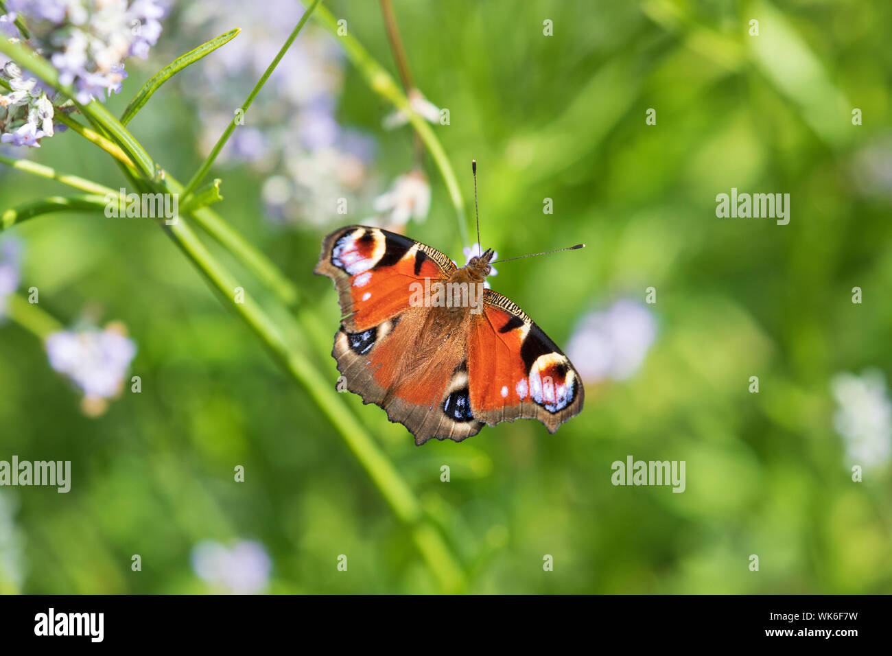 Una hermosa mariposa de pavo real Aglais io descansando en la lavanda inglesa en un jardín de la casa Foto de stock
