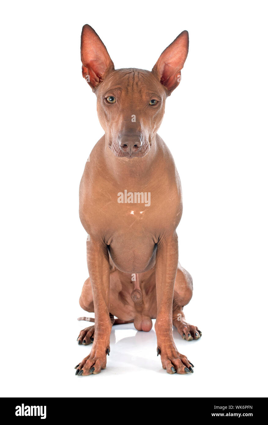 Perro peruano en frente de fondo blanco Fotografía de stock - Alamy