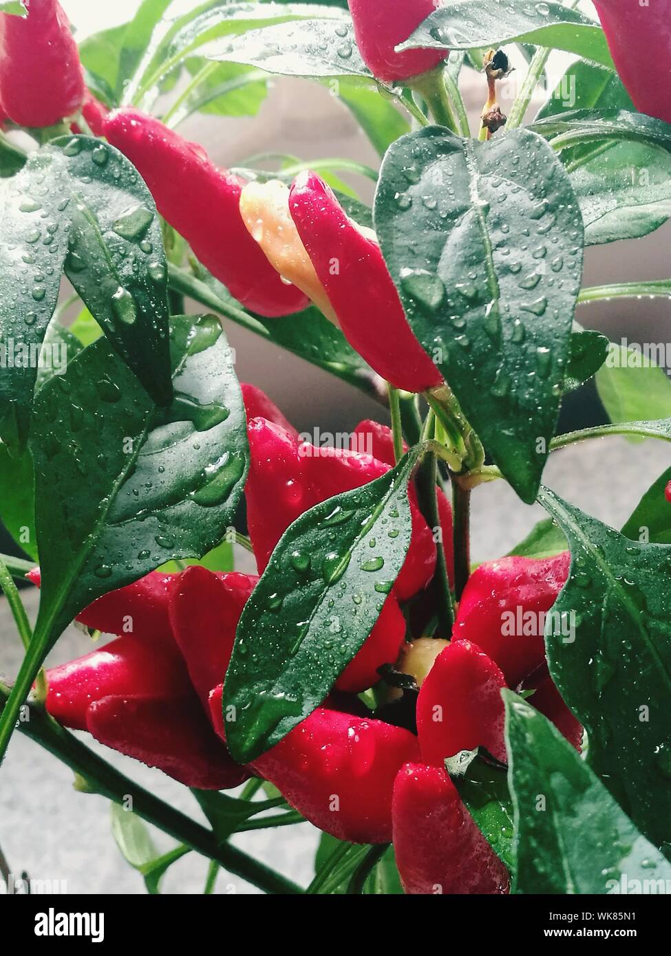 Close-up de chiles jalapeños rojos crecen en planta húmeda Fotografía