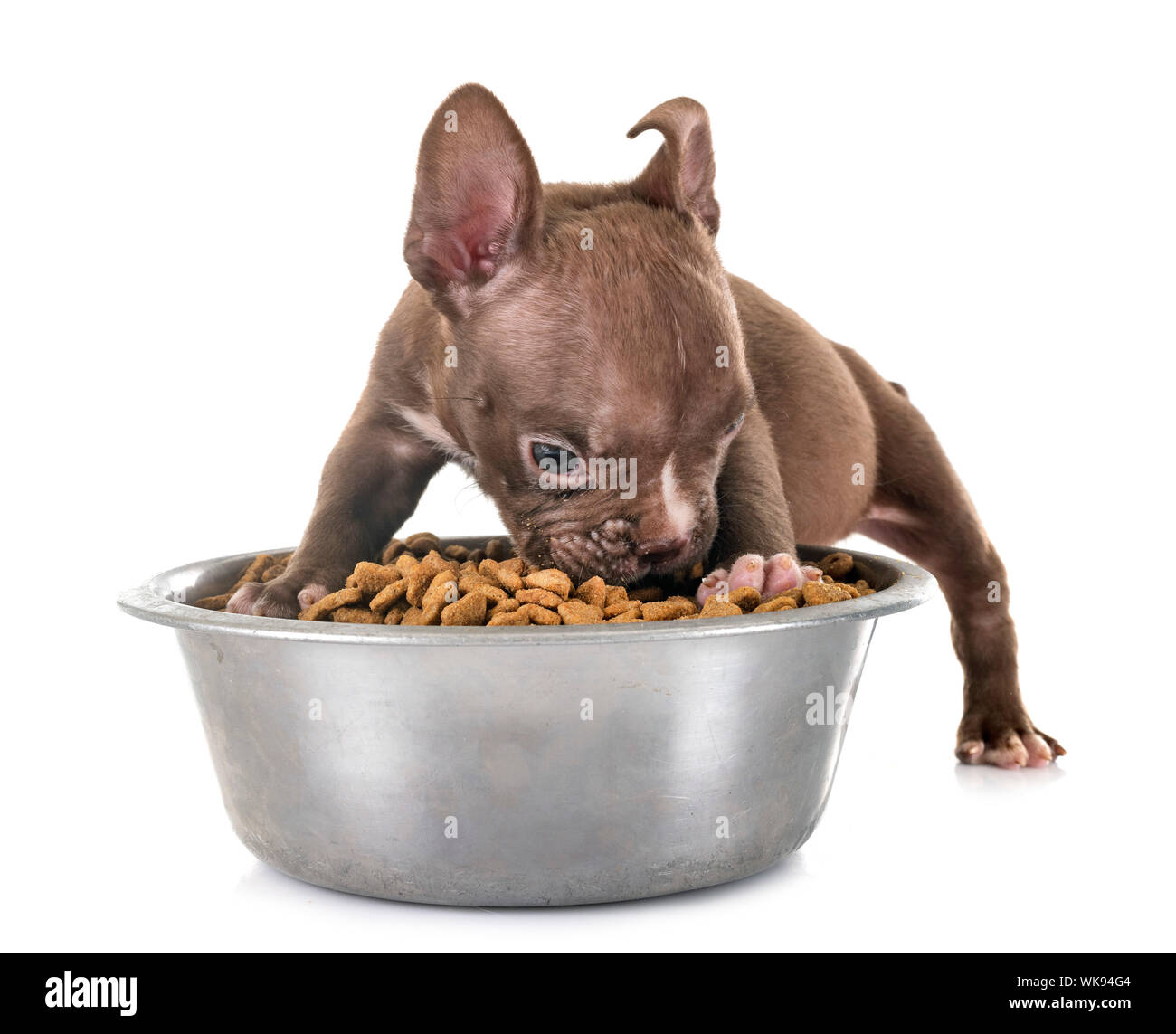 Cachorro american bully delante de un fondo blanco Fotografía de stock -  Alamy