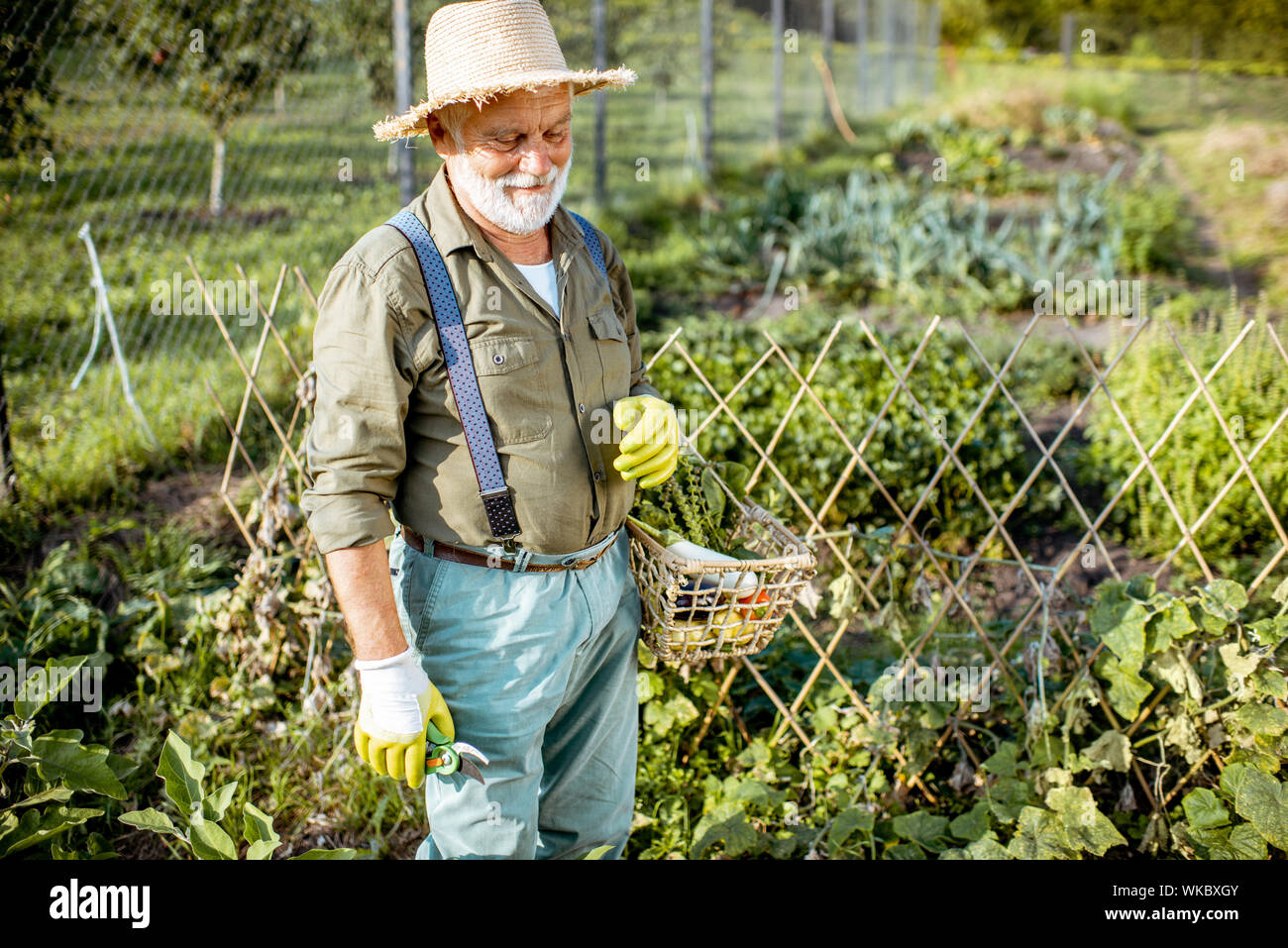 Retrato de un anciano bien vestido agrónomo recién recogido de verduras en el jardín al aire libre. Concepto de creciente de productos orgánicos y de jubilación activa Foto de stock
